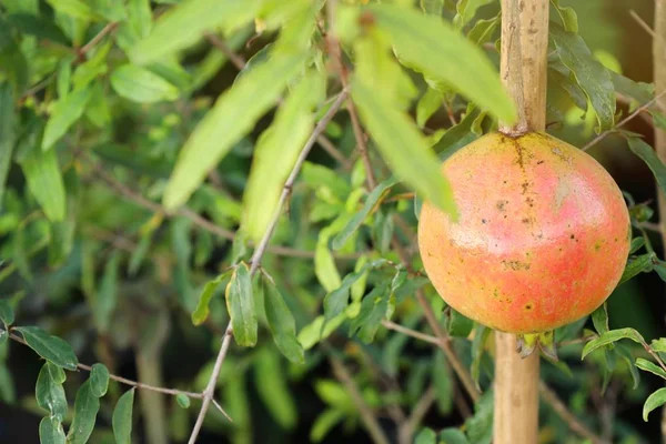 Pomegranate Fruit Tropical — Stock Photo, Image