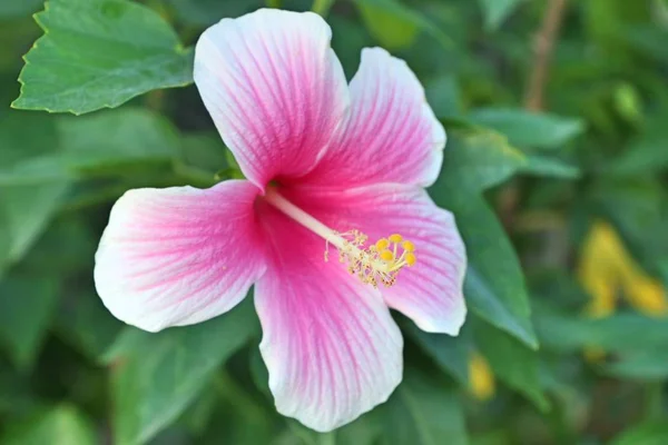 Hibiscus Blommor Tropical — Stockfoto