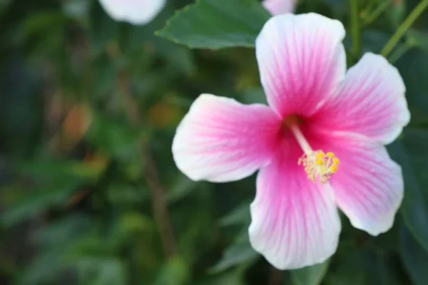 Hibiscus Blommor Tropical — Stockfoto