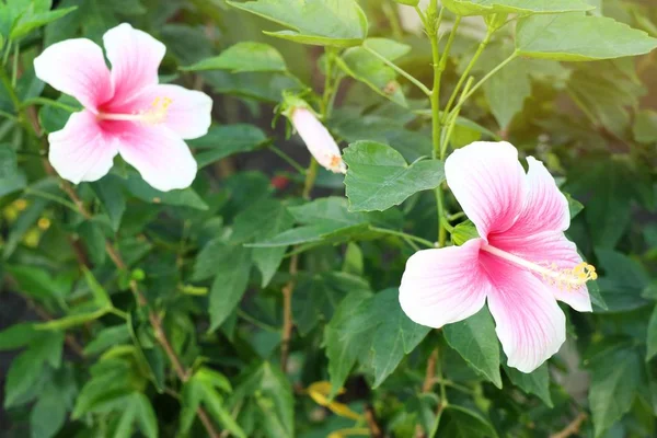 Flores Hibisco Tropical —  Fotos de Stock