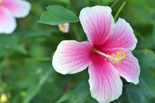 Hibiscus Blommor Tropical — Stockfoto