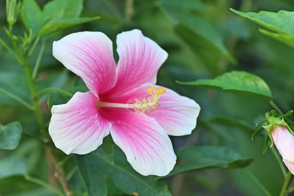 Flores Hibisco Tropical —  Fotos de Stock