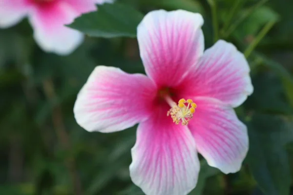 Tropikal Hibiscus Çiçek — Stok fotoğraf