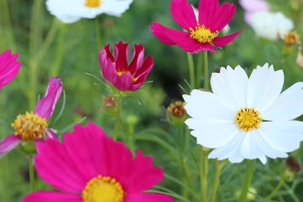 Flor Del Cosmos Tropical —  Fotos de Stock