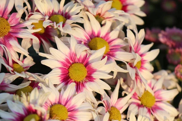 Crisantemo Fiore Tropicale — Foto Stock