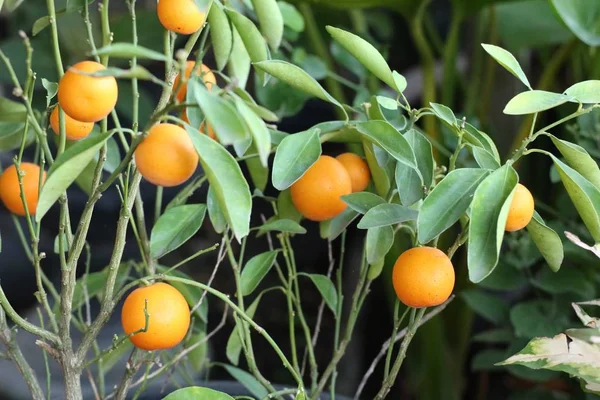 Orange Träd Trädgården — Stockfoto