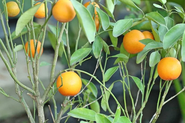 Orange Träd Trädgården — Stockfoto