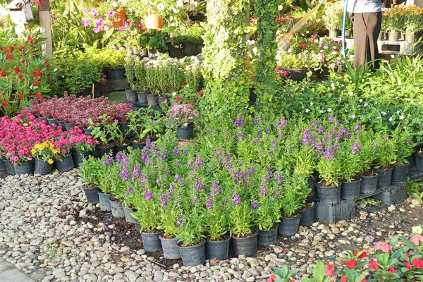 Boutique Plantes Jardin Image En Vente