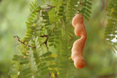 tropikal ağacında demirhindi