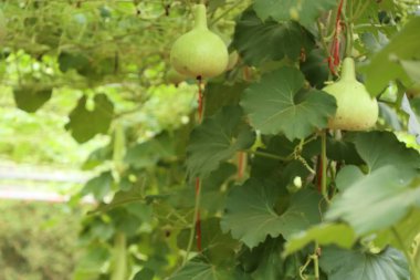 Calabash şişe su kabakları bir asma üzerinde