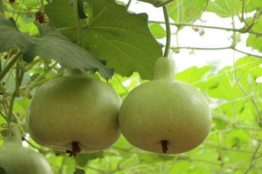 Calabash şişe su kabakları bir asma üzerinde