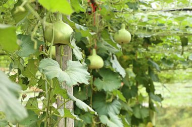 Calabash şişe su kabakları bir asma üzerinde