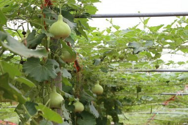 Calabash şişe su kabakları bir asma üzerinde