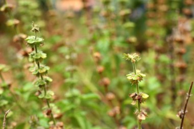 fesleğen bitki Bahçe