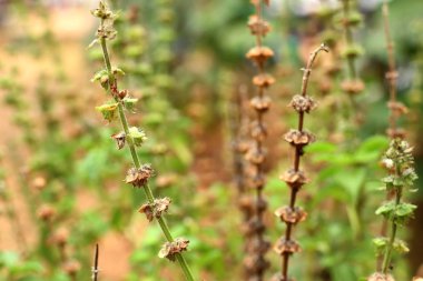 fesleğen bitki Bahçe