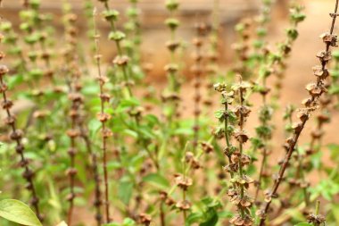 fesleğen bitki Bahçe