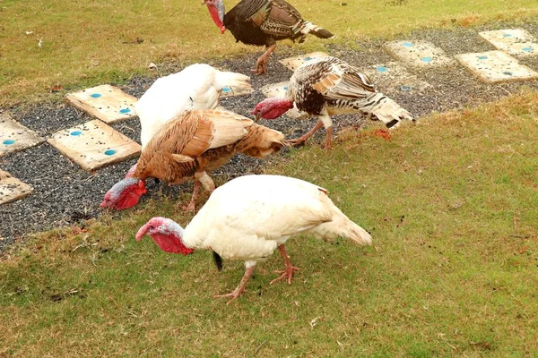 Turkey Zoo — Stock Photo, Image