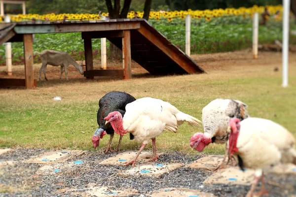 Turkey Zoo — Stock Photo, Image