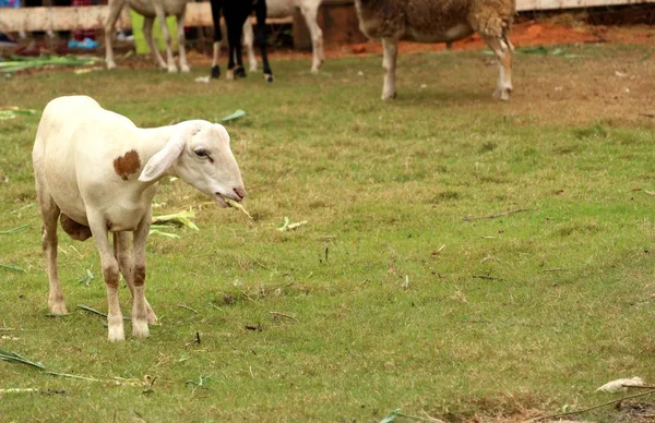 Chèvre Dans Zoo — Photo