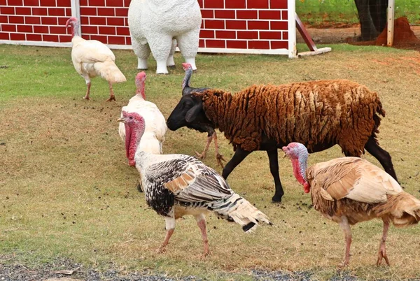 Turkey Zoo — Stock Photo, Image