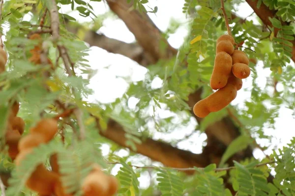 tamarind tree in tropical