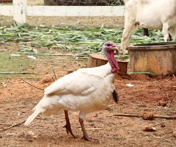 turkey in the zoo