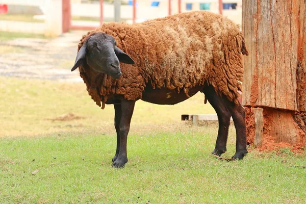 Moutons Dans Zoo — Photo