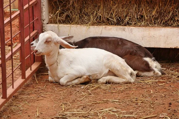 Chèvre Dans Zoo — Photo