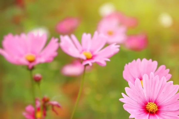 Cosmos Flower Tropical — Stock Photo, Image