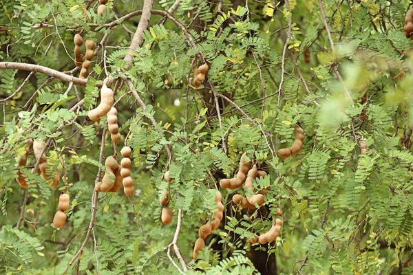 tamarind tree in tropical