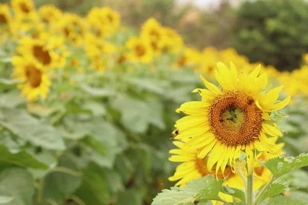 Campo Girasol Tropical — Foto de Stock