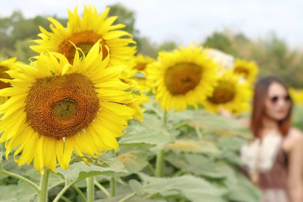 Zonnebloem Veld Tropische — Stockfoto