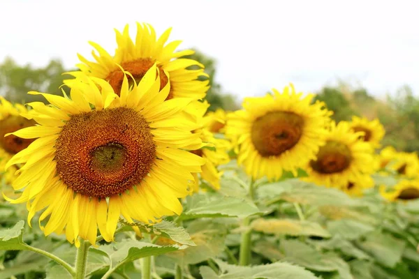 Campo Girasol Tropical — Foto de Stock