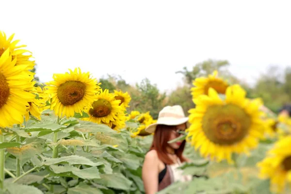 Sunflower Field Tropical — Stock Photo, Image