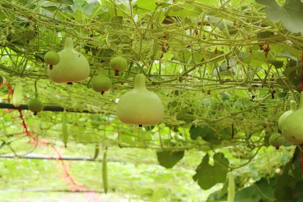 Calabash şişe su kabakları bir asma üzerinde