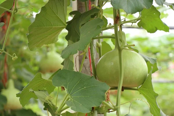 Calabaza Calabaza Una Vid — Foto de Stock