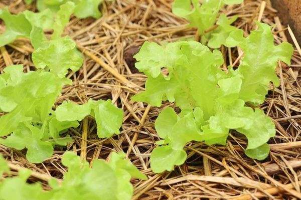 Early Cabbage Farm — Stock Photo, Image