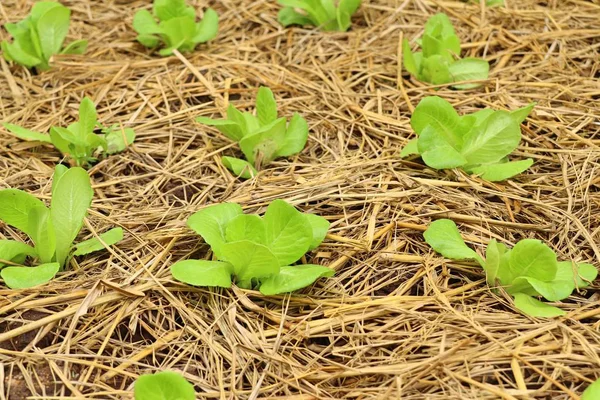 Early Cabbage Farm — Stock Photo, Image