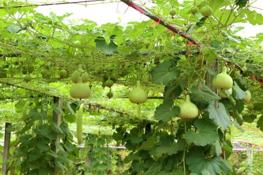 Calabash şişe su kabakları bir asma üzerinde