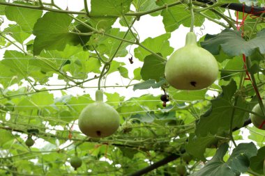 Calabash şişe su kabakları bir asma üzerinde
