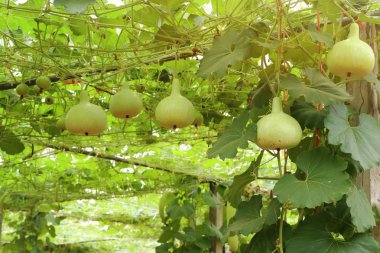 Calabash şişe su kabakları bir asma üzerinde