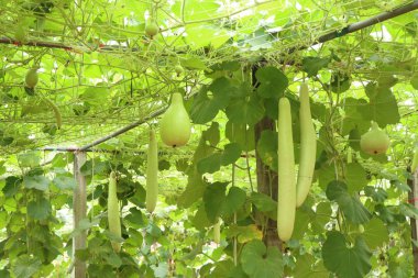 Kış kavun gruptaki