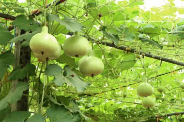Calabash şişe su kabakları bir asma üzerinde