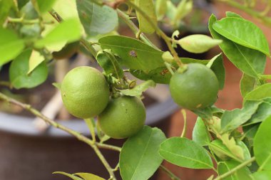 limon ağacı içinde tropikal