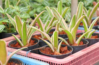Tropikal bromeliad çiçek