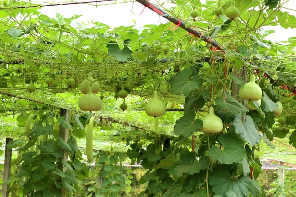 Calabash şişe su kabakları bir asma üzerinde
