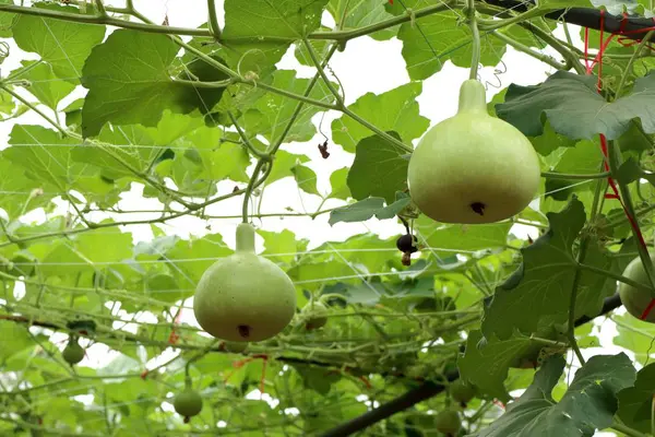 Calabash şişe su kabakları bir asma üzerinde