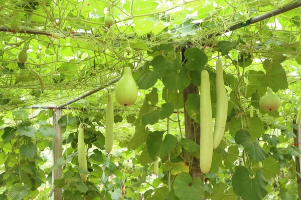 Kış kavun gruptaki