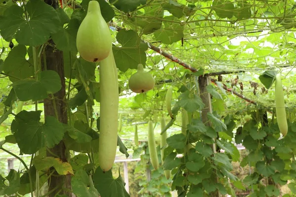 Melón Invierno Granja — Foto de Stock