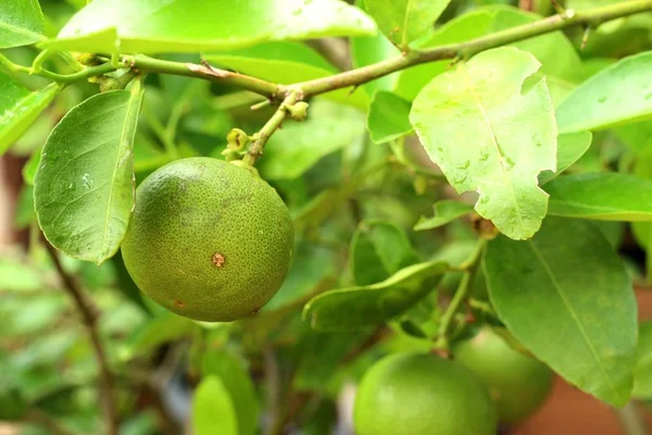 Zitronenbaum Tropischen — Stockfoto